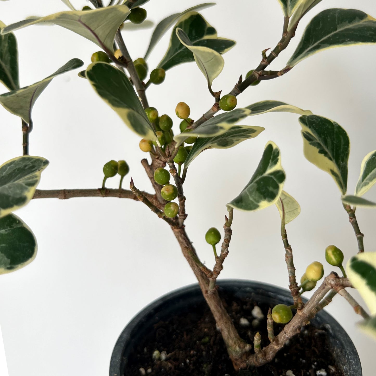 Ficus Triangularis Variegated 4” pot