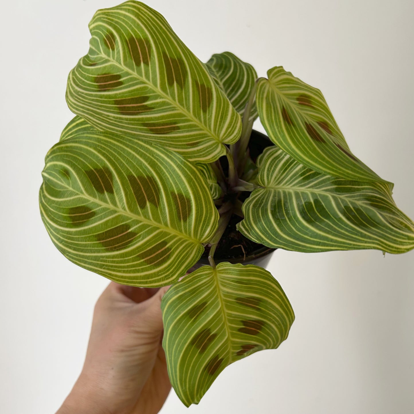 Gold Lines Prayer Plant (Maranta) 4” pot