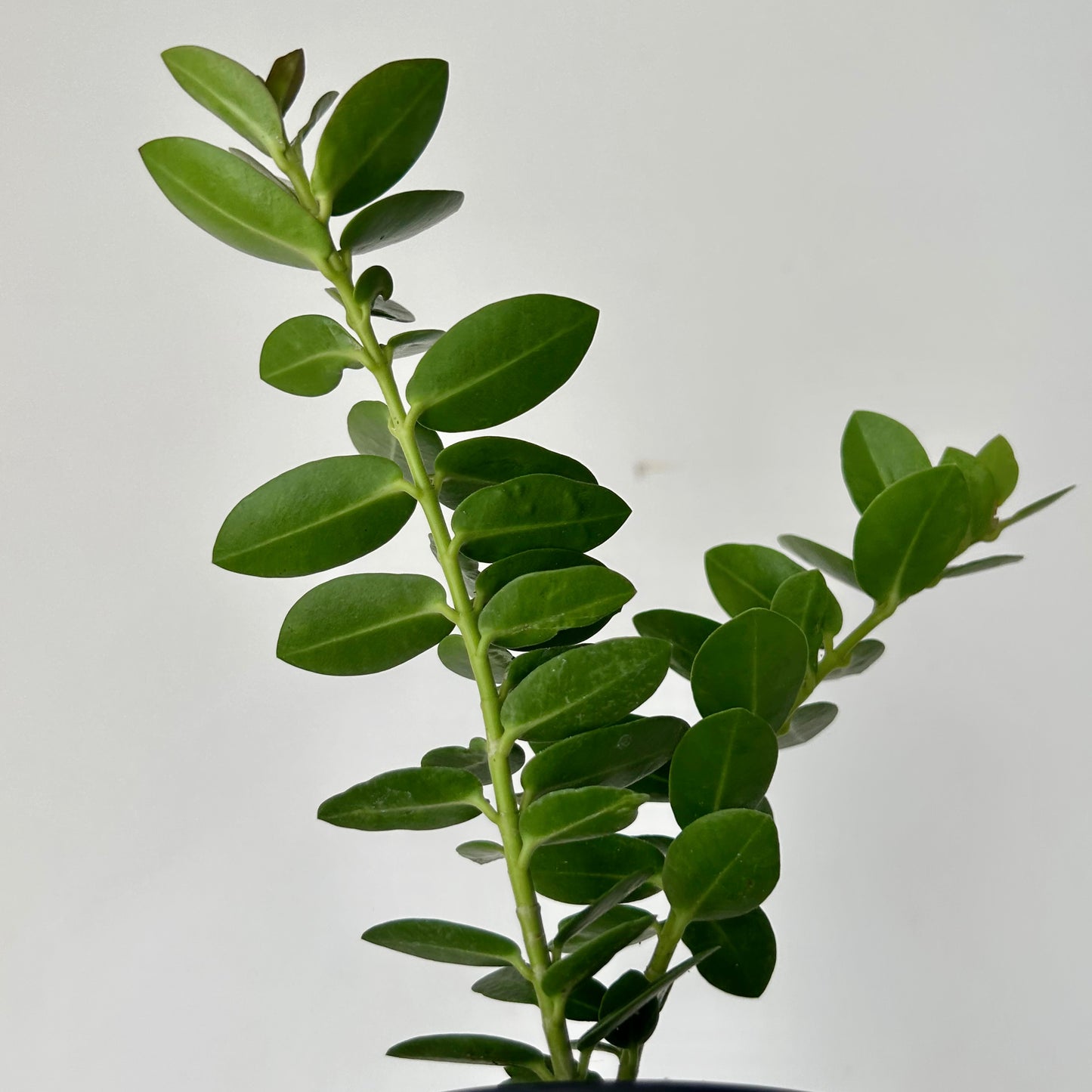 Hoya cumingiana 3.5”pot