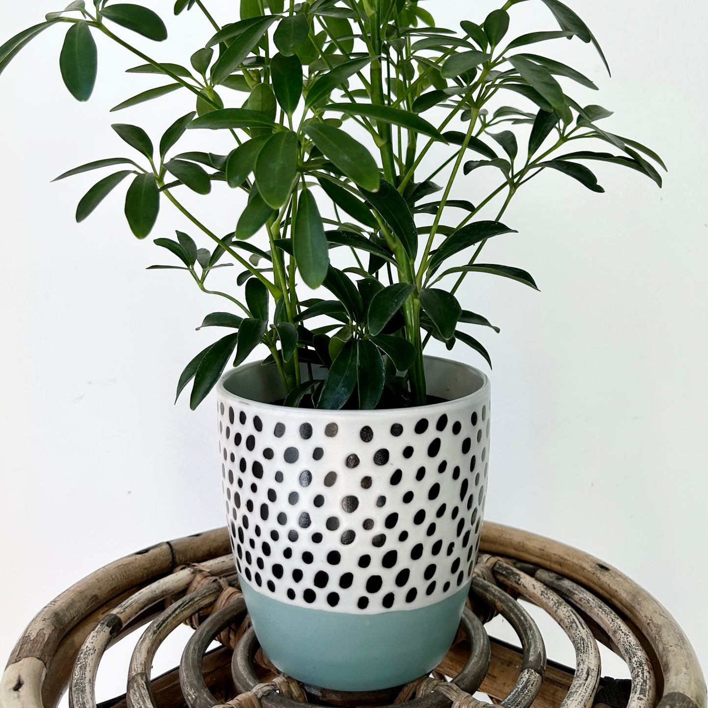DOT Decorative Ceramic Pot (5”x5”)