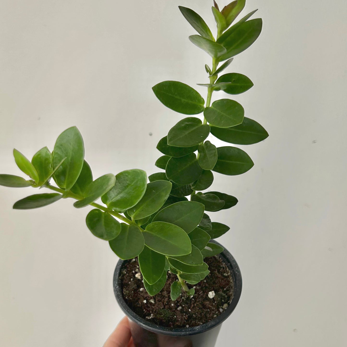 Hoya cumingiana 3.5”pot