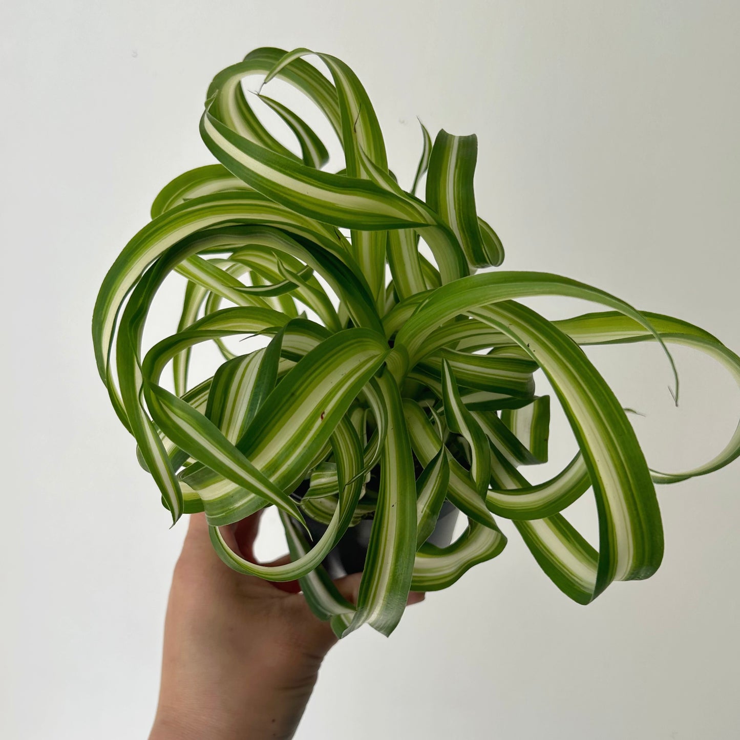 Curly Spider Plant (Chlorophytum Comosum) 3.5"”pot