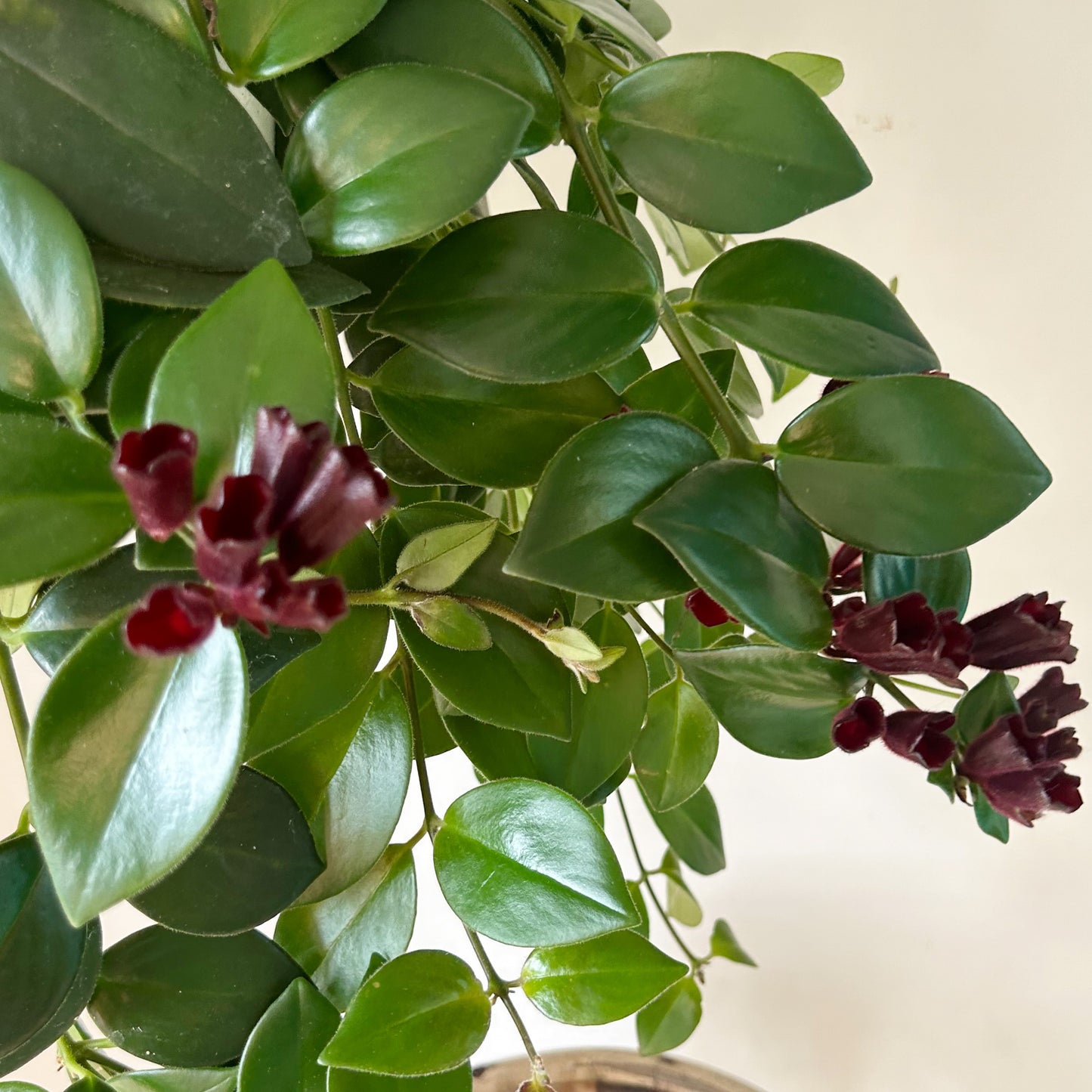 Mona Lisa Lipstick Plant (Aeschynanthus) 8" hanging basket