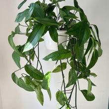 Load image into Gallery viewer, Epipremnum Pinnatum 8&quot; pot
