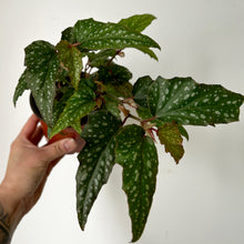 Load image into Gallery viewer, Begonia Medora 4&quot; pot
