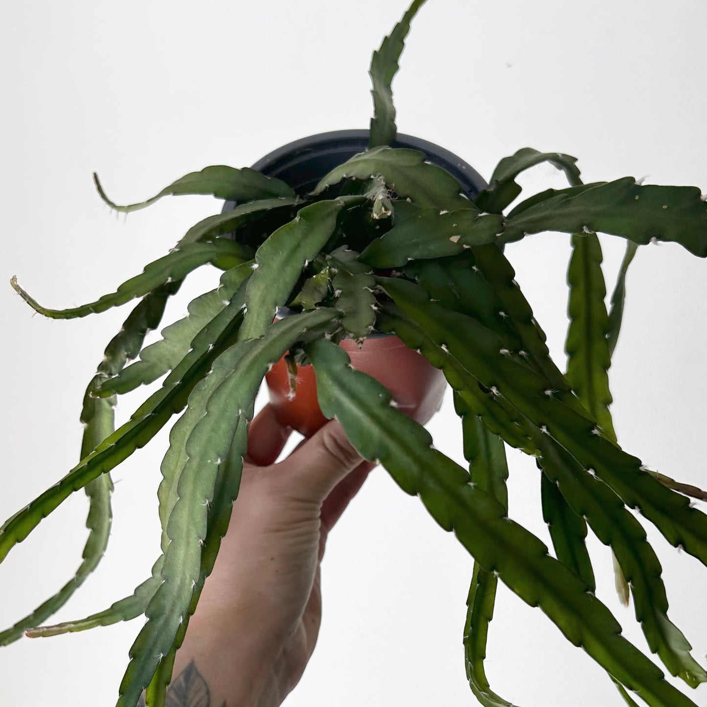 Hurricane Cactus (Lepismium cruciforme) 4” pot