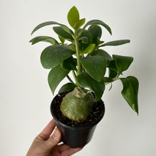 Load image into Gallery viewer, Ant Plant (Hydnophytum)  4” pot
