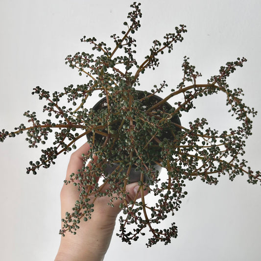 Pilea serpyllacea globosa 3.5”pot
