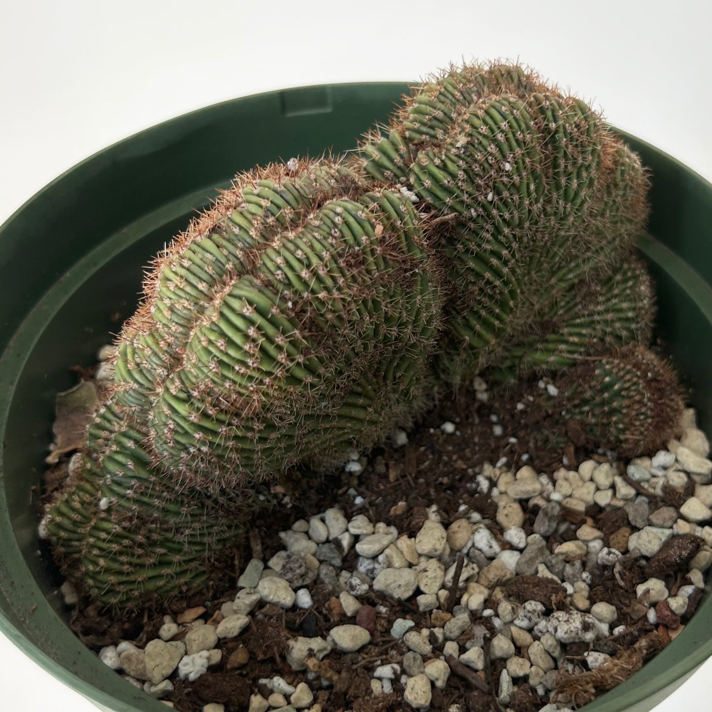 Neobuxbaumia polylopha cristata 6”pot