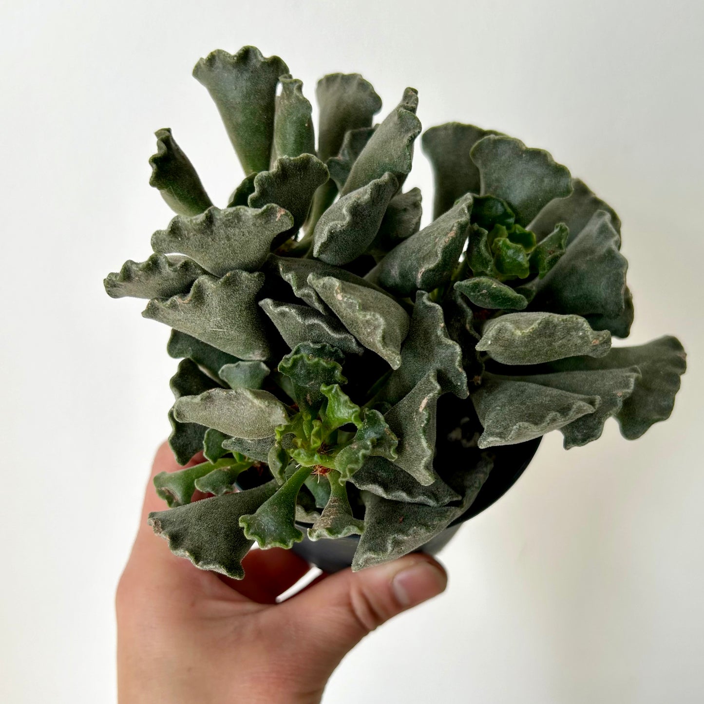 Crinkle-Leaf Adromischus Cristatus 3”pot