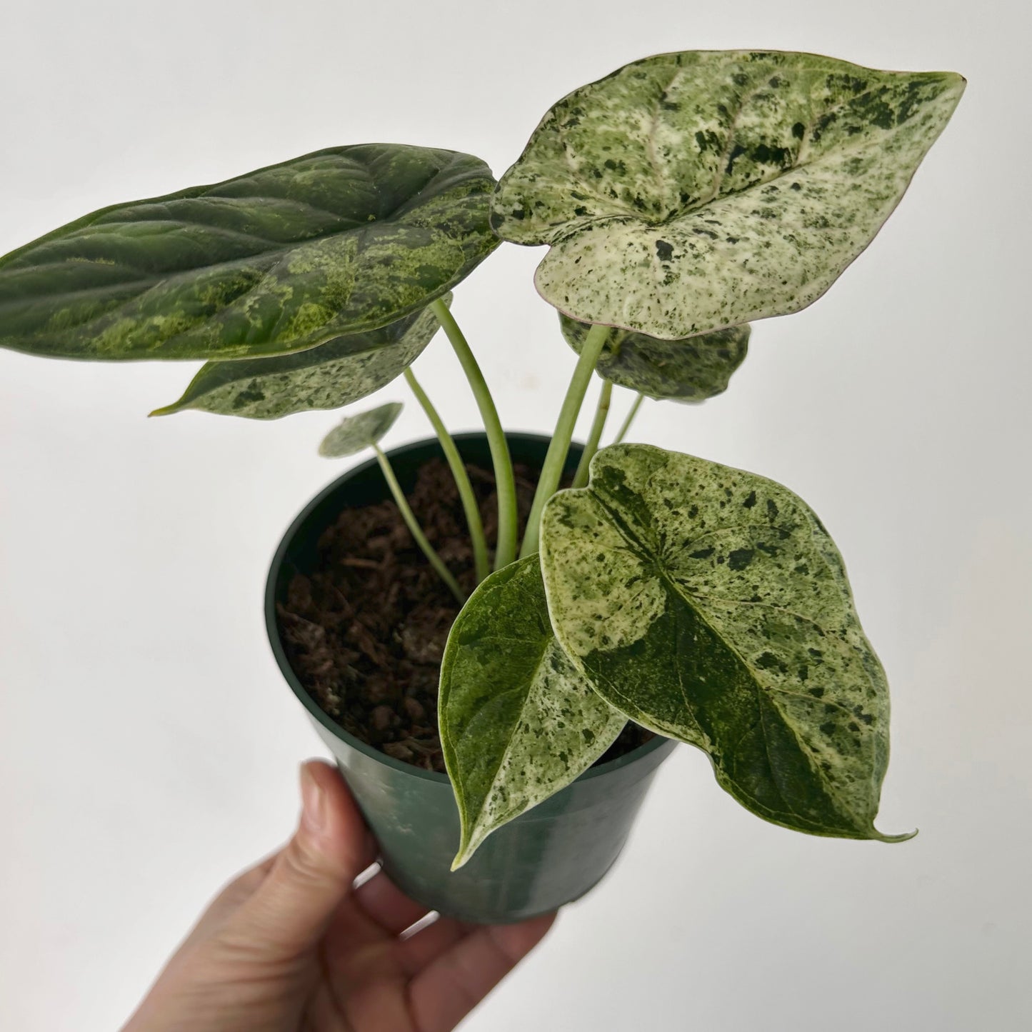 Variegated Mint Alocasia "Dragon Scale" 4” pot