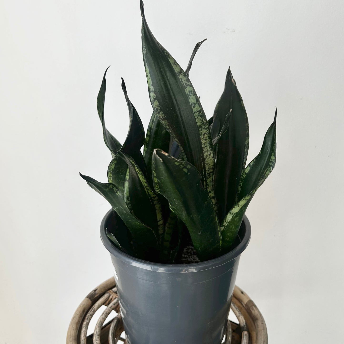 Sansevieria trifasciata “Whitney” 6” pot
