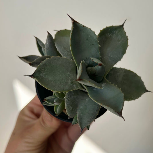 Agave parryi 2.5” pot