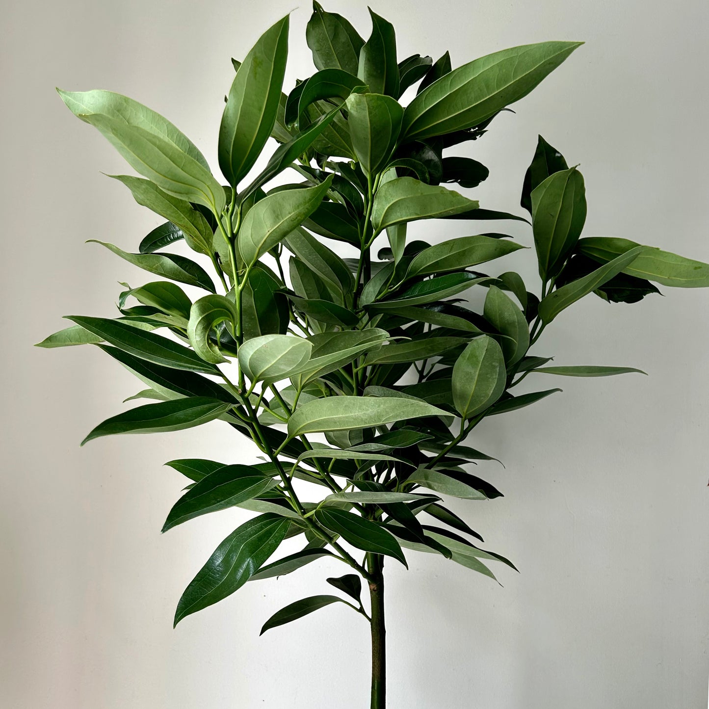 Cinnamon Tree approximately 5ft tall in 10” pot