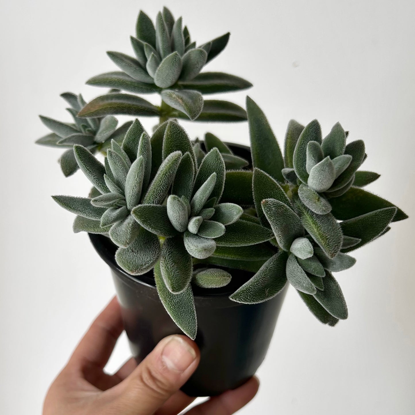 Tenelli Crassula mesembryanthemoides 4” pot