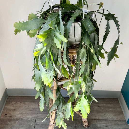 Snowdrop Cactus (Lepismium houlletianum) 10” hanging basket