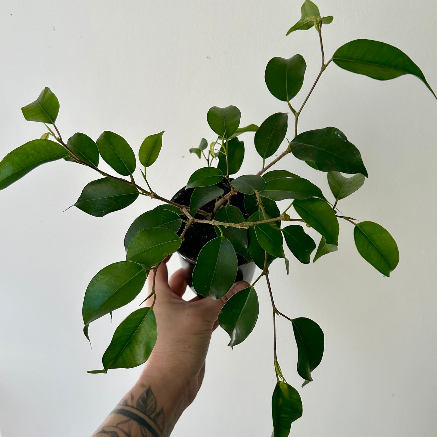 Ficus Benjamina  3.5" pot