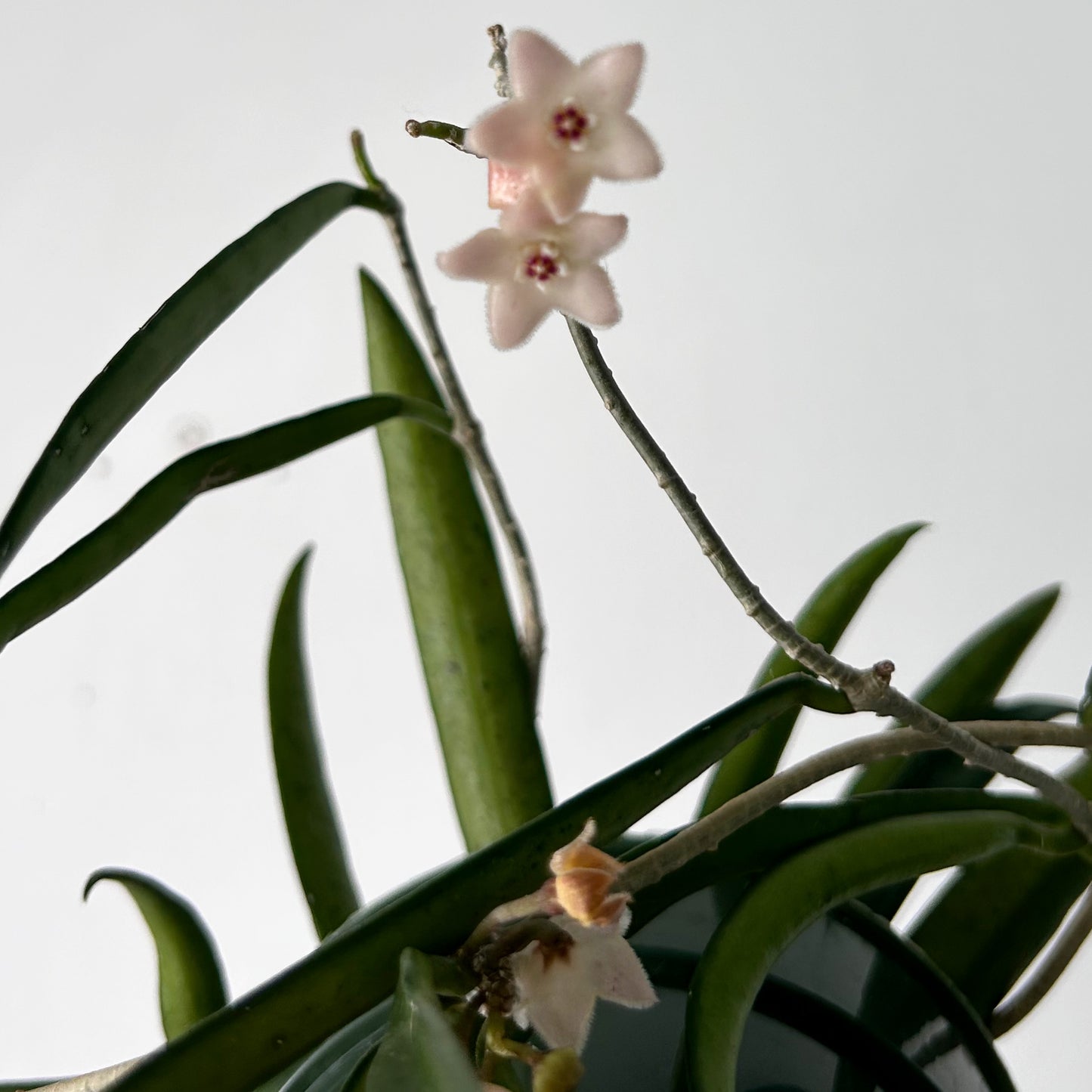 Hoya shepherdii 5”hanging basket