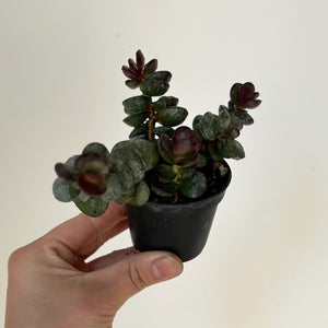 Adromischus subdistichus 2.5” pot