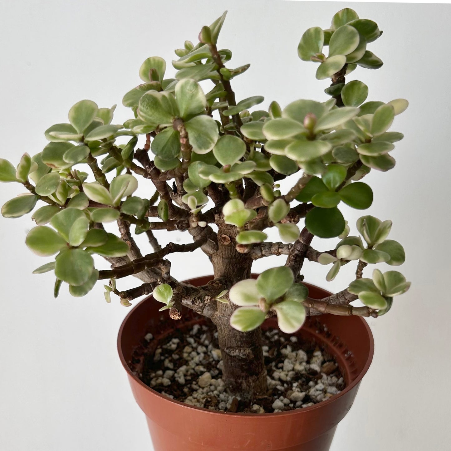 Variegated Elephant Jade PREFINISHED Bonsai Tree  (Portulacaria Afra) 4"pot