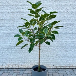 Ficus Altissima  approximately 6ft tall 14” pot