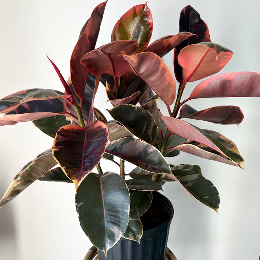 Variegated Ficus Elastica Column “Ruby” approximately 2.5 ft tall in 8”pot