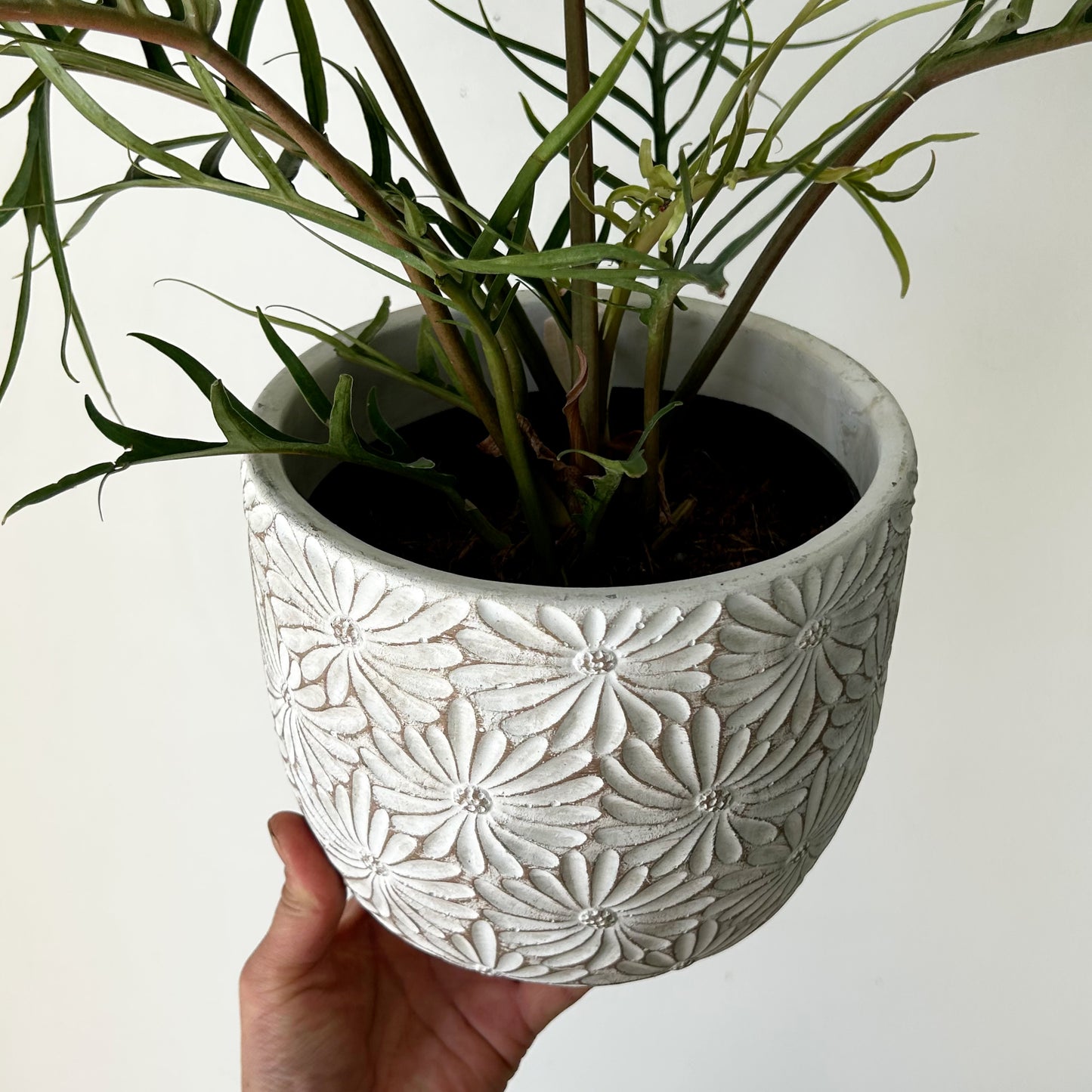 DAISY decorative cement pot (available in 2 sizes)