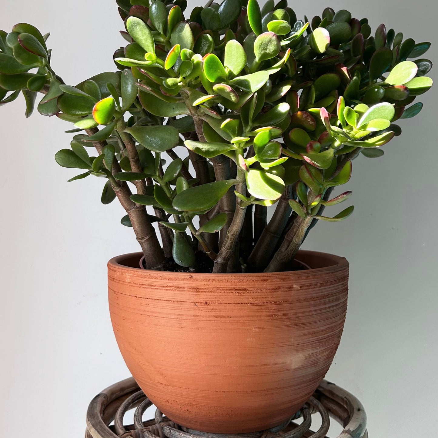 Large TERRACOTTA Clay Planter (13”x9”)