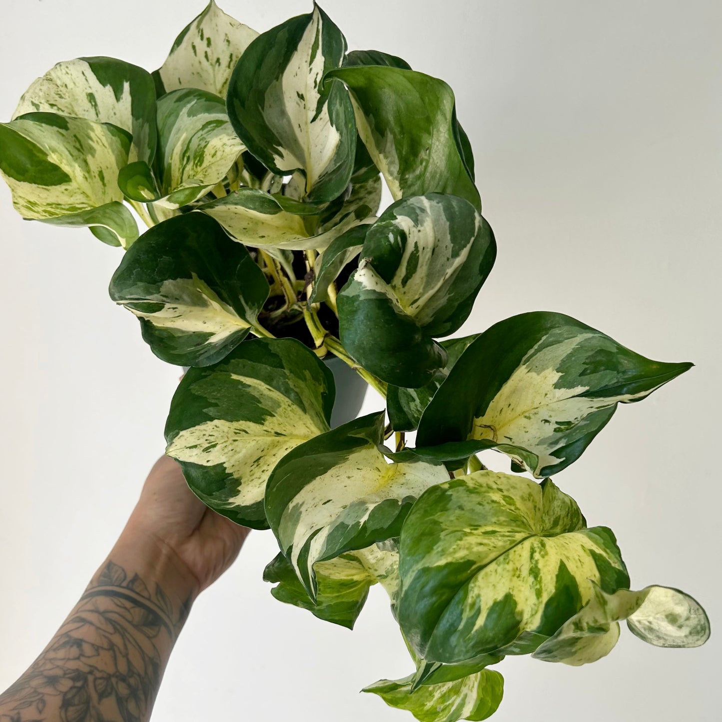 Manjula Pothos 6” pot