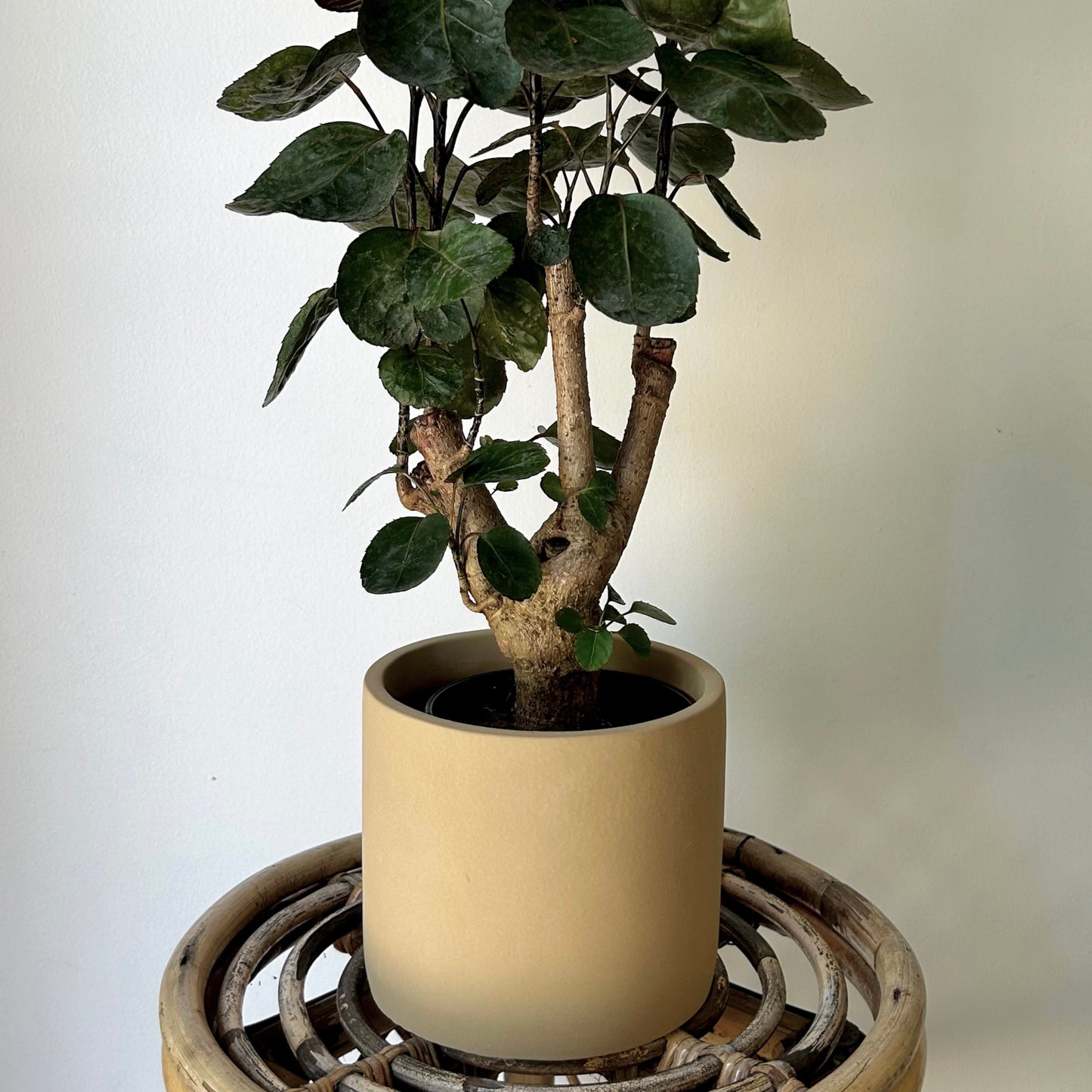 FAYE Cylindrical Clay decorative pot (available in two sizes)