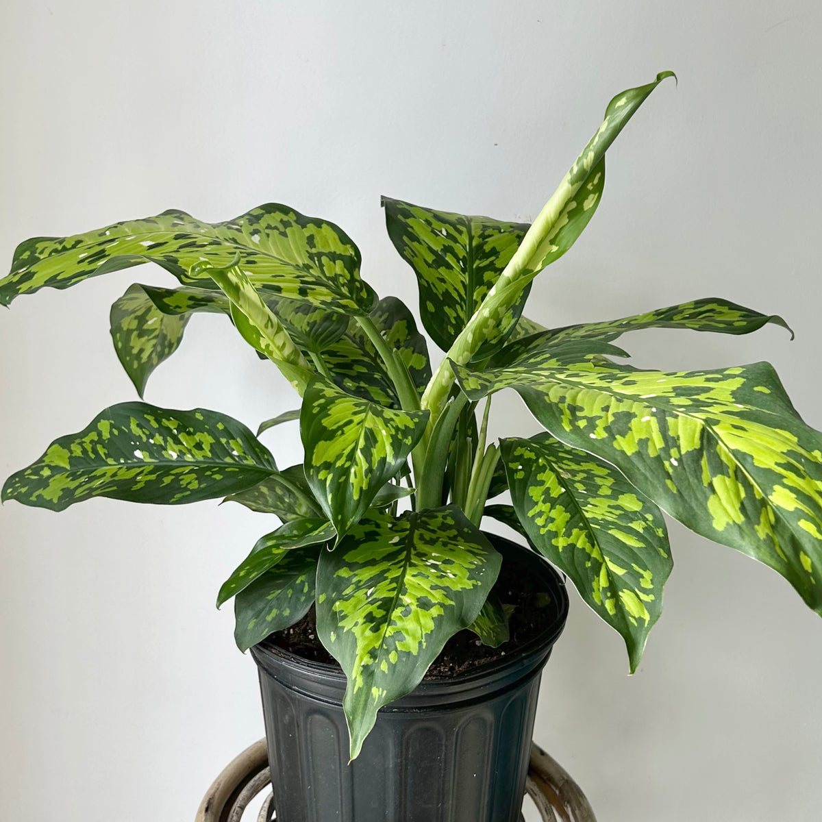 Dieffenbachia ‘Cheetah’ 8”pot