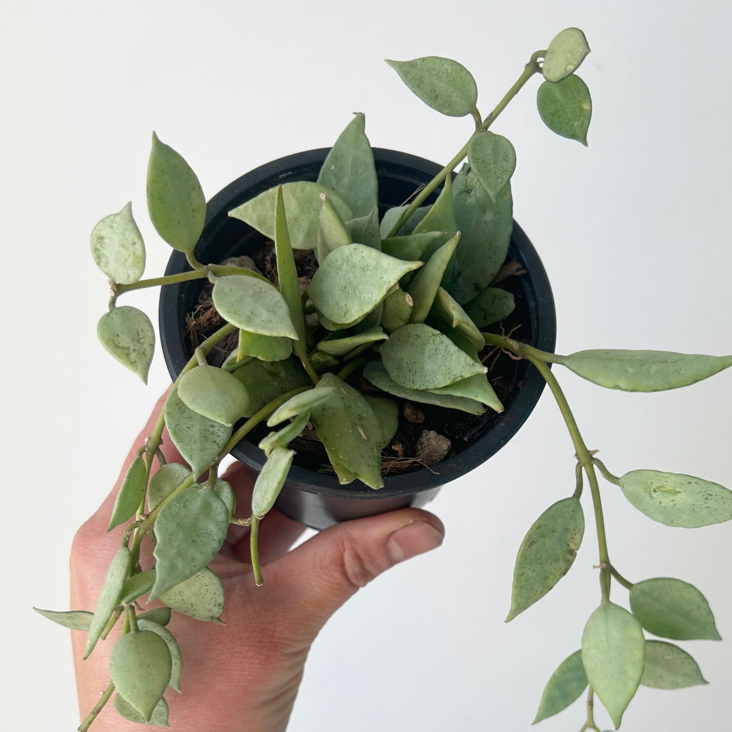 Hoya lacunosa ‘Mint’ 3.5”pot