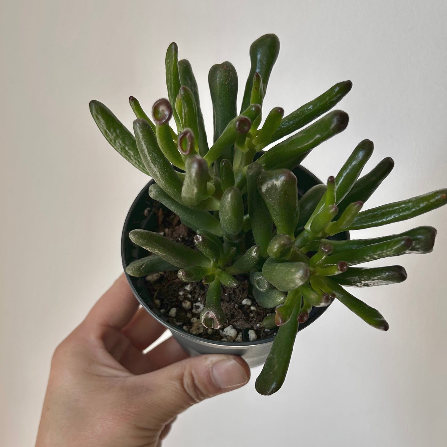 Crassula ovata ‘Hobbit Jade’ 3.5” pot