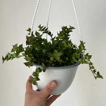 Load image into Gallery viewer, Dischidia Ruscifolia “Million Hearts” 6” Hanging pot
