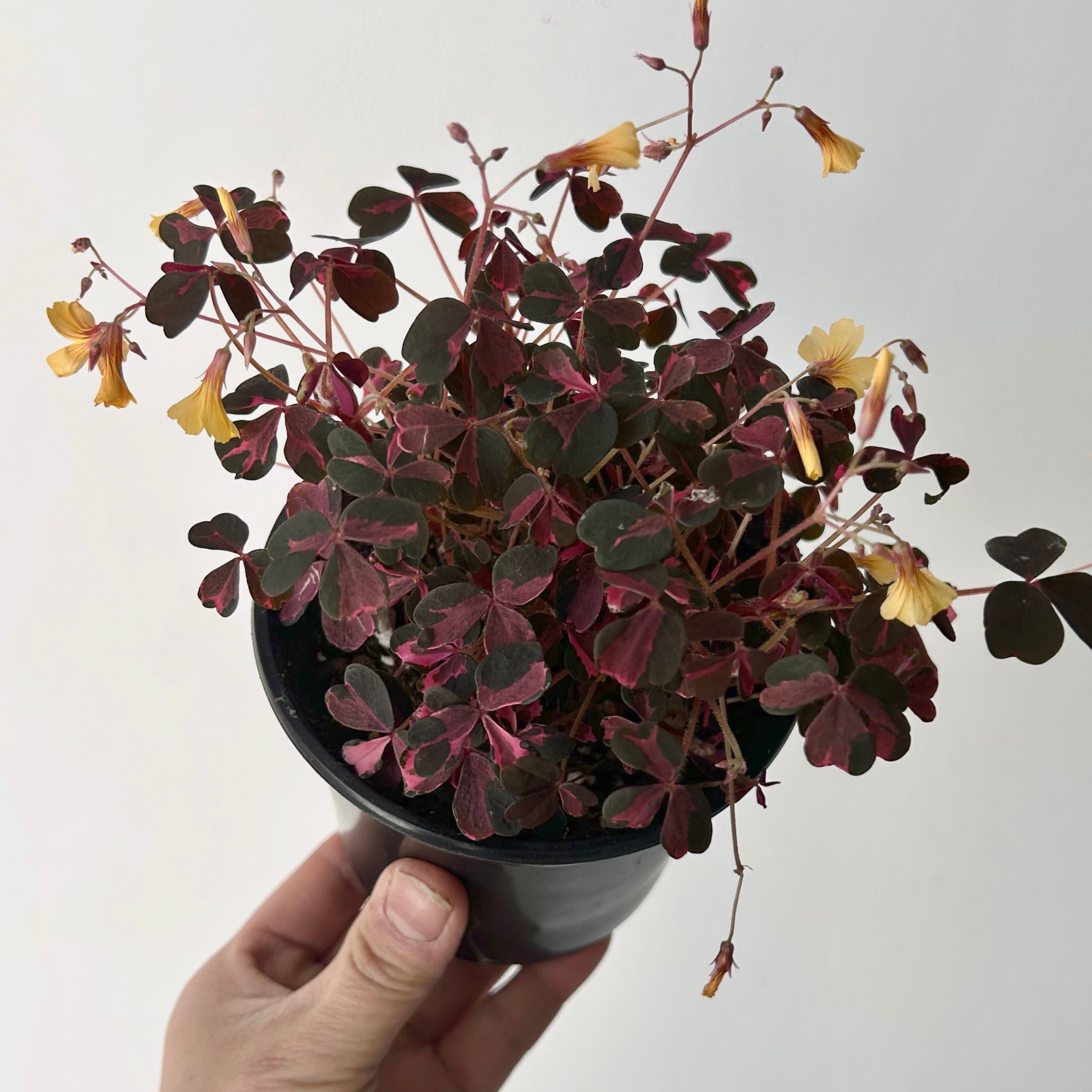 Oxalis vulcanicola “Plum Crazy” 4” pot – House of Plants