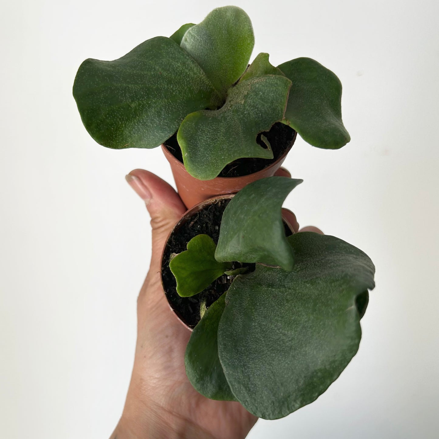 Elephant’s-Ear Fern (platycerium angolense) 2.5” pot