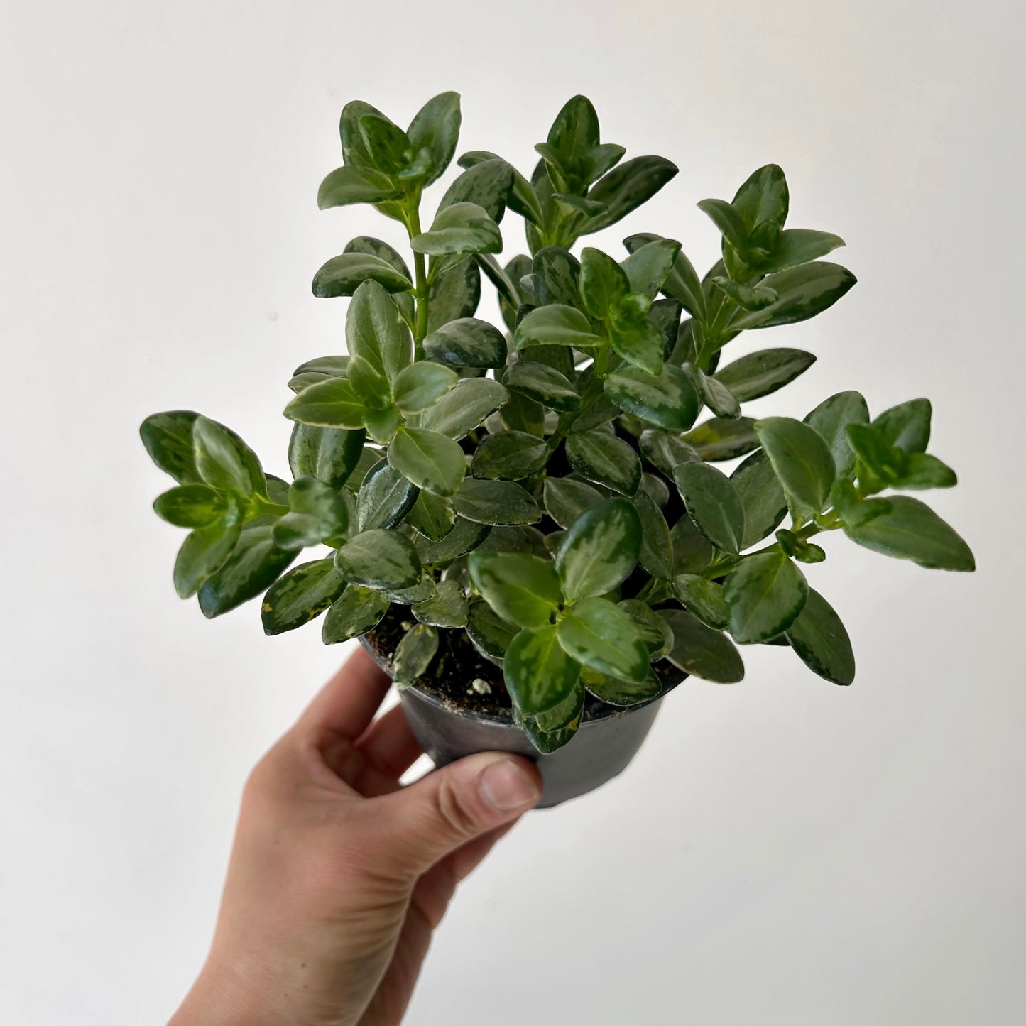 Variegated Goldfish Plant (Nematanthus) 4”pot