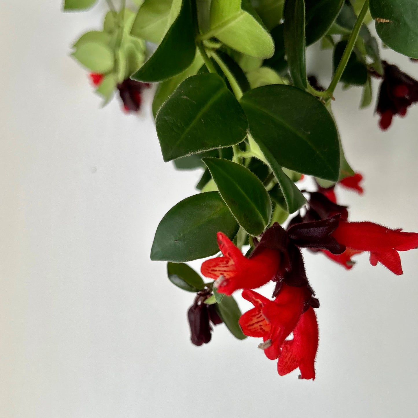 Mona Lisa Lipstick Plant (Aeschynanthus) 4”pot