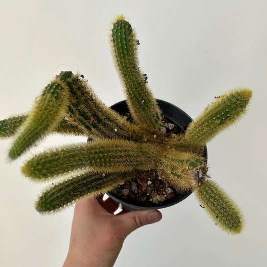 Golden Rat Tail (Cleistocactus winteri) 5” pot