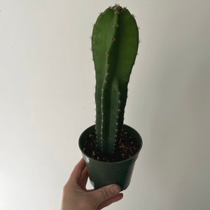 Cereus repandus 4” pot