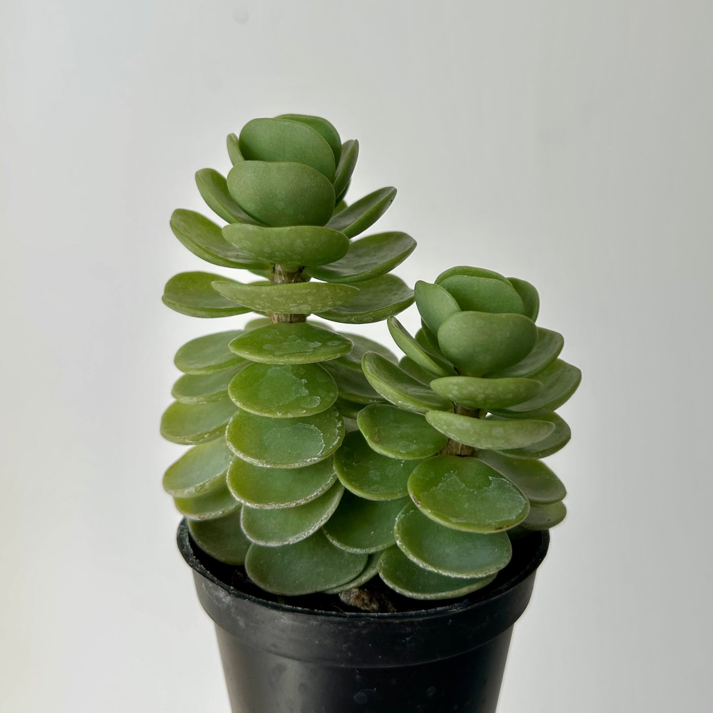 Portulaca molokiniensis 2.5” pot