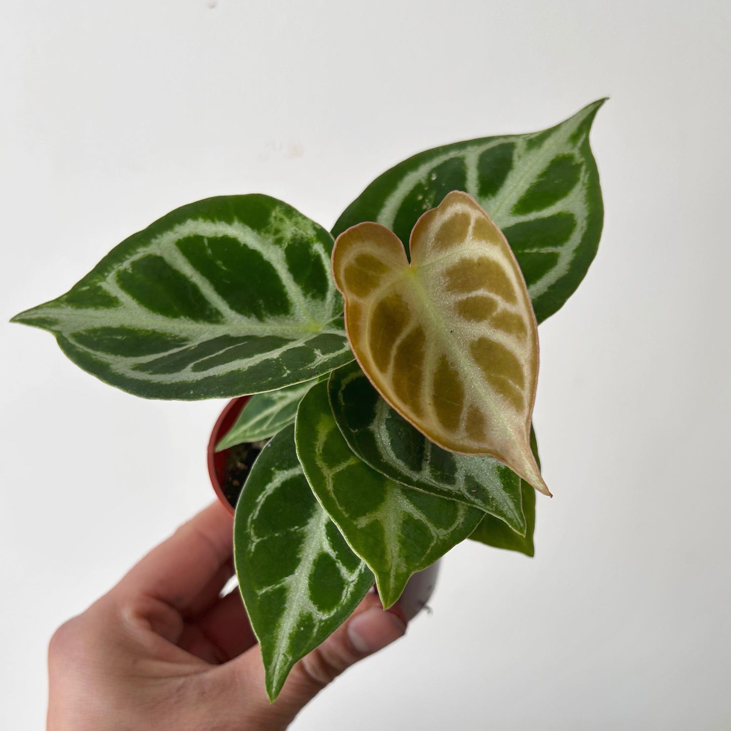 Anthurium dorayaki X 3” pot