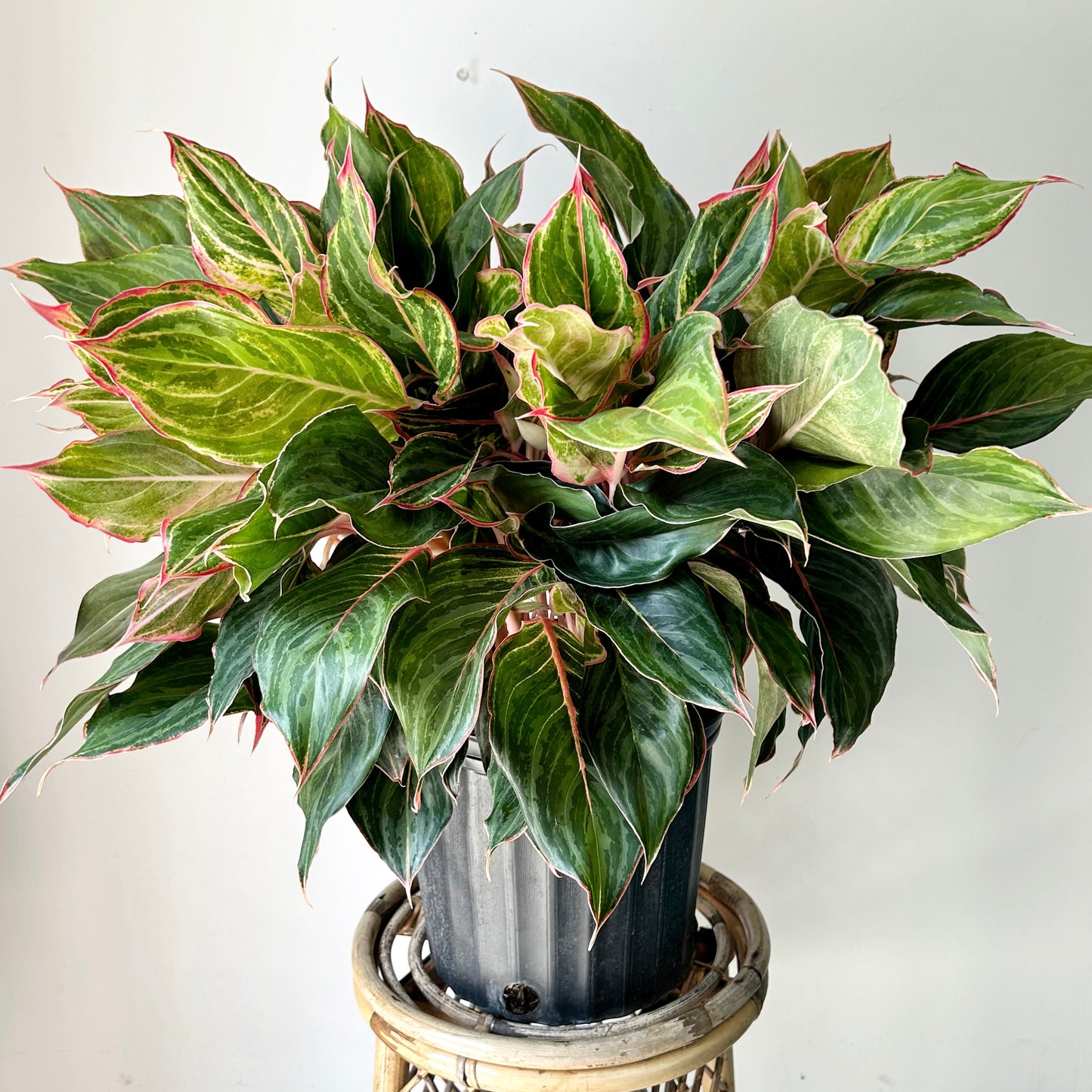 Aglaonema ‘Moonstone Miles’ 10” pot