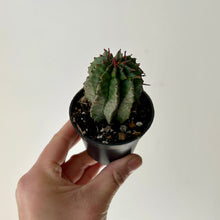 Load image into Gallery viewer, Euphorbia polygona 2.5” pot
