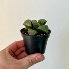 Load image into Gallery viewer, Haworthia “Silver Queen”2.5” pot

