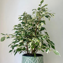 Load image into Gallery viewer, Ficus Benjamina Variegated (approx 20 inches tall) in 6.5&quot;pot
