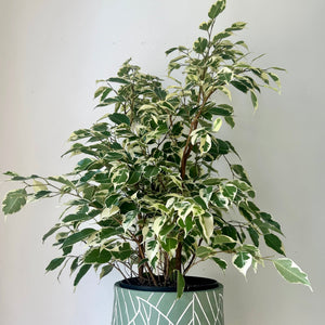 Ficus Benjamina Variegated (approx 20 inches tall) in 6.5"pot