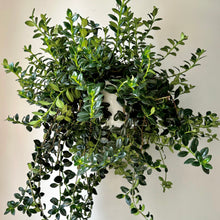 Load image into Gallery viewer, Goldfish Plant (Nematanthus) 8” Hanging Basket
