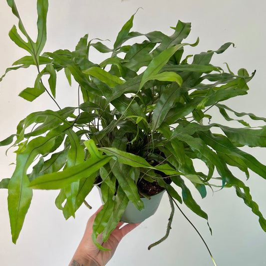 Kangaroo Paw Fern (Microsorum Diversifolium) 6" pot