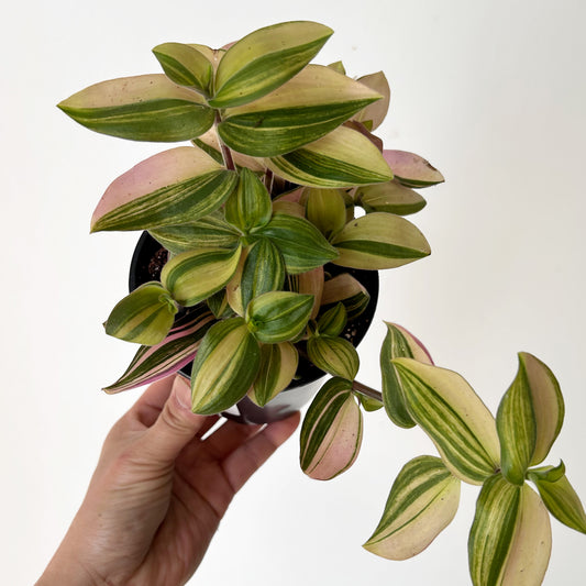 Variegated Tradescantia chrysophylla 'Baby Bunny Bellies' 4.25”pot